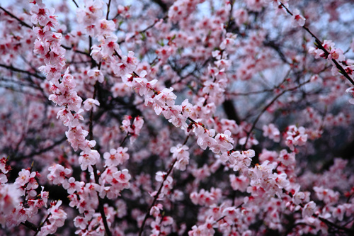 西藏旅游林芝桃花节