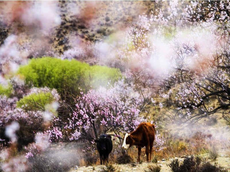 四月踏雪西藏，林芝深处有桃源