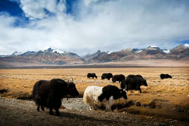 西藏旅游跟团