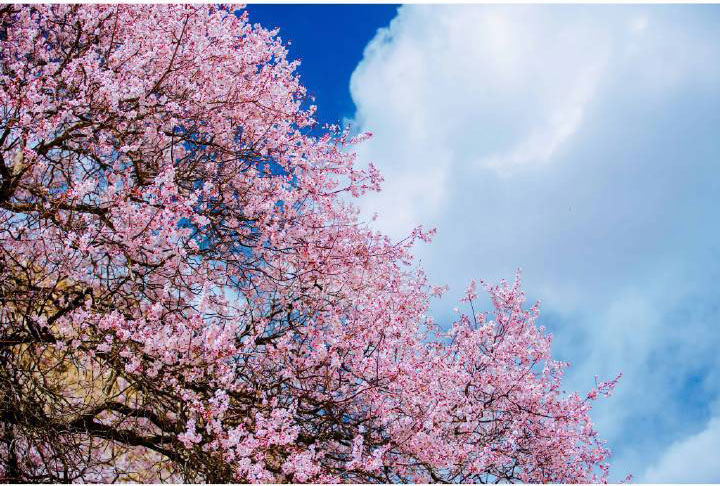 芒康觉龙桃花村