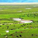 毛垭草原，川藏线最美风景没有之一