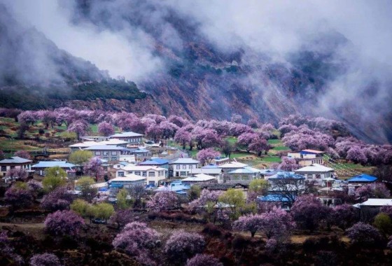 （包沿途住宿+景点门票）西藏林芝桃花川藏线+青藏精品12/17日游