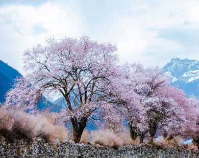 2022年<林芝桃花节>川藏线拼车包车活动火热报名中