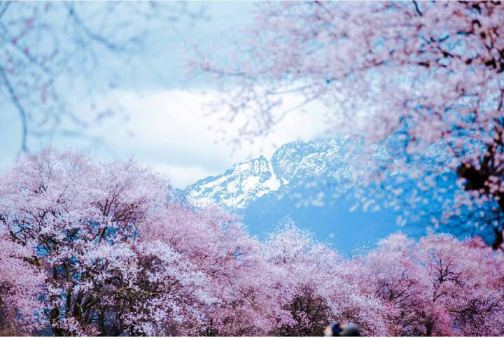 林芝桃花旅游拼车