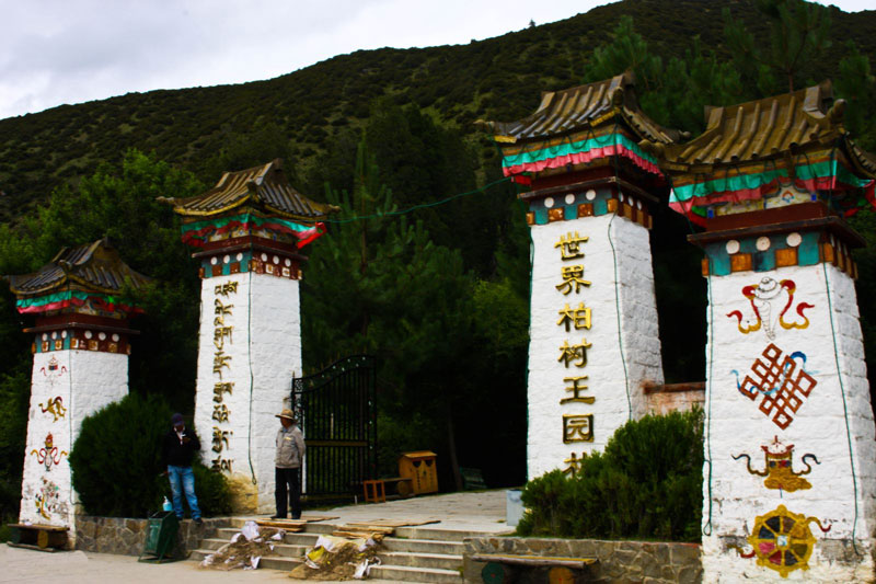 柏树王