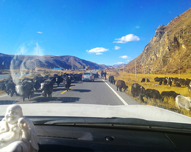 川藏线自驾牦牛横行注意放缓车速