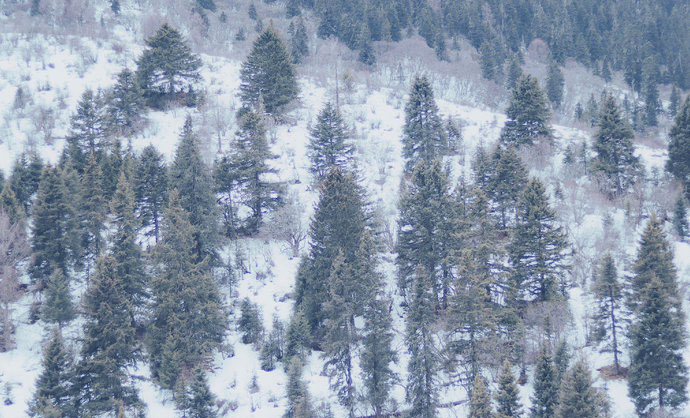 鹧鸪山3剪裁后