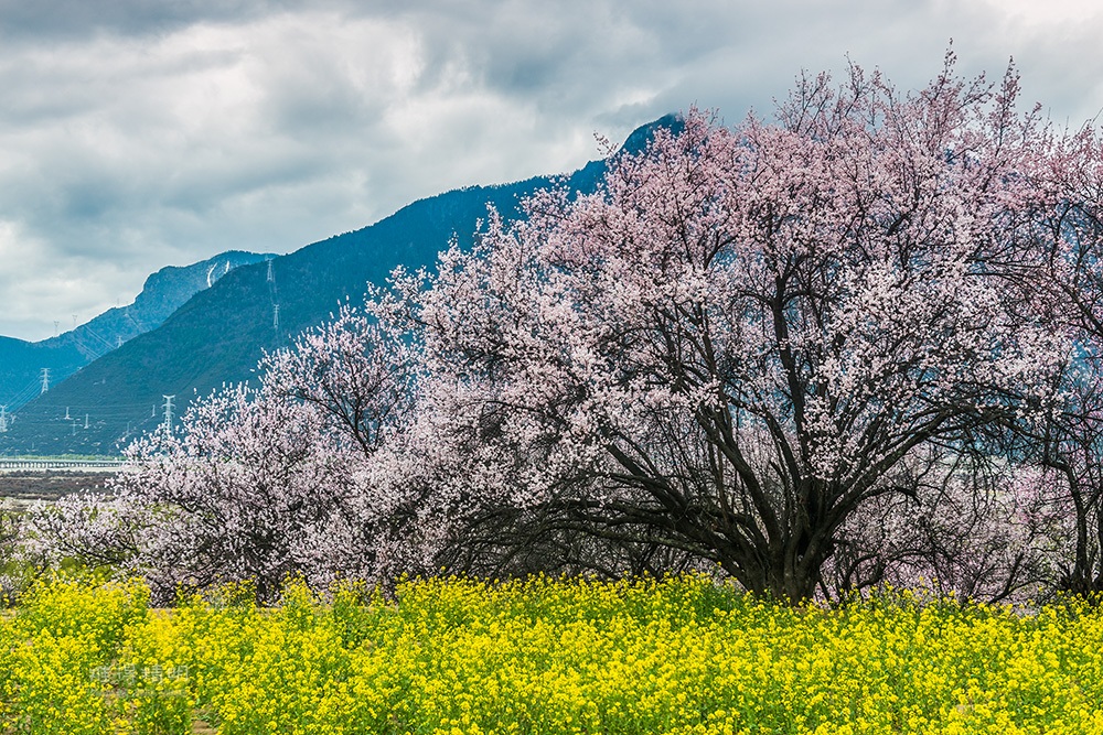 林芝桃花2