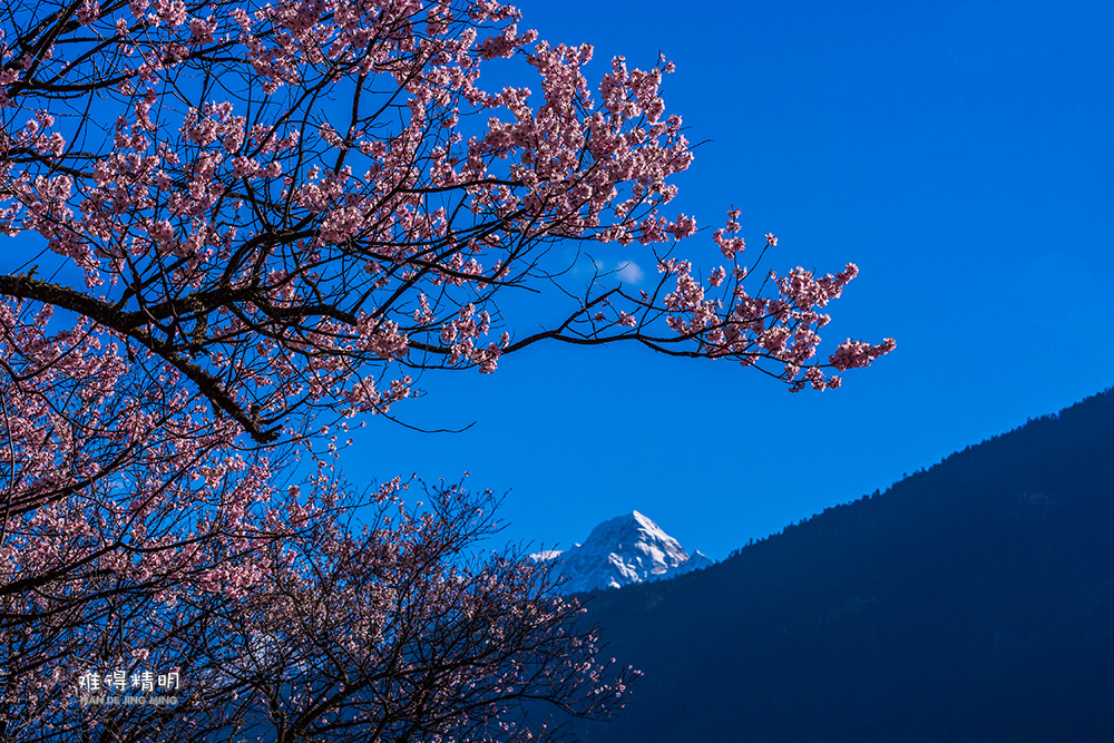 林芝桃花7