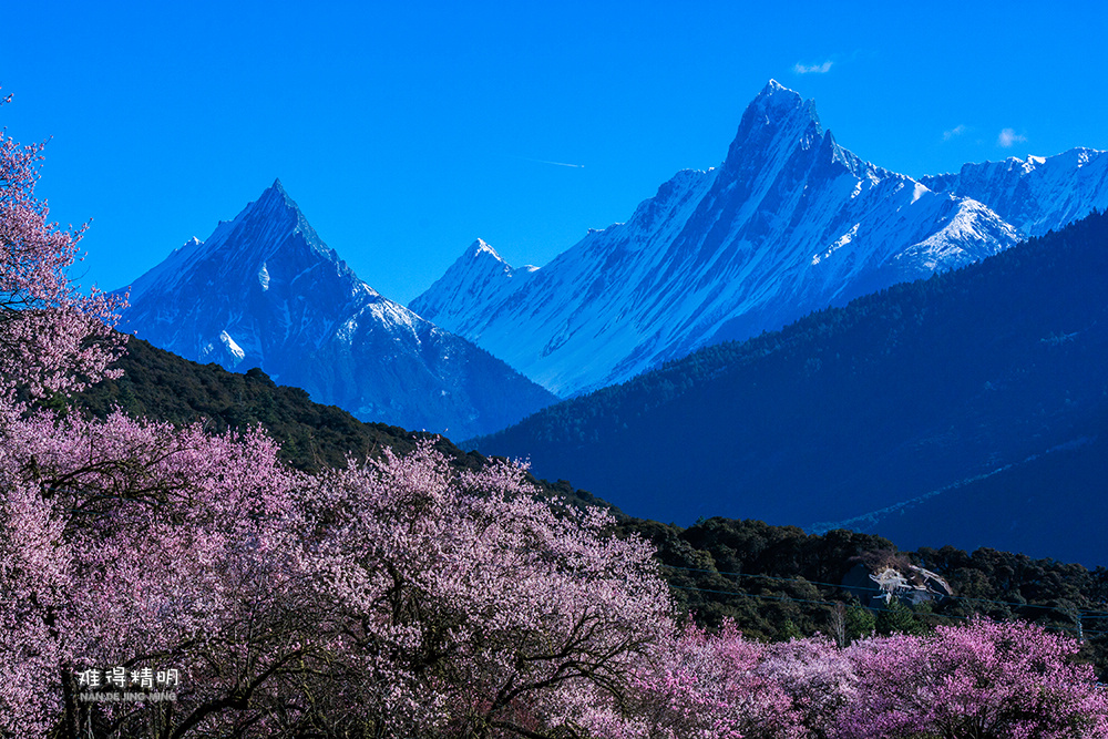 林芝桃花8