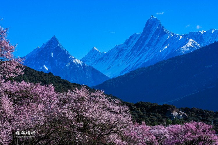 林芝桃花8