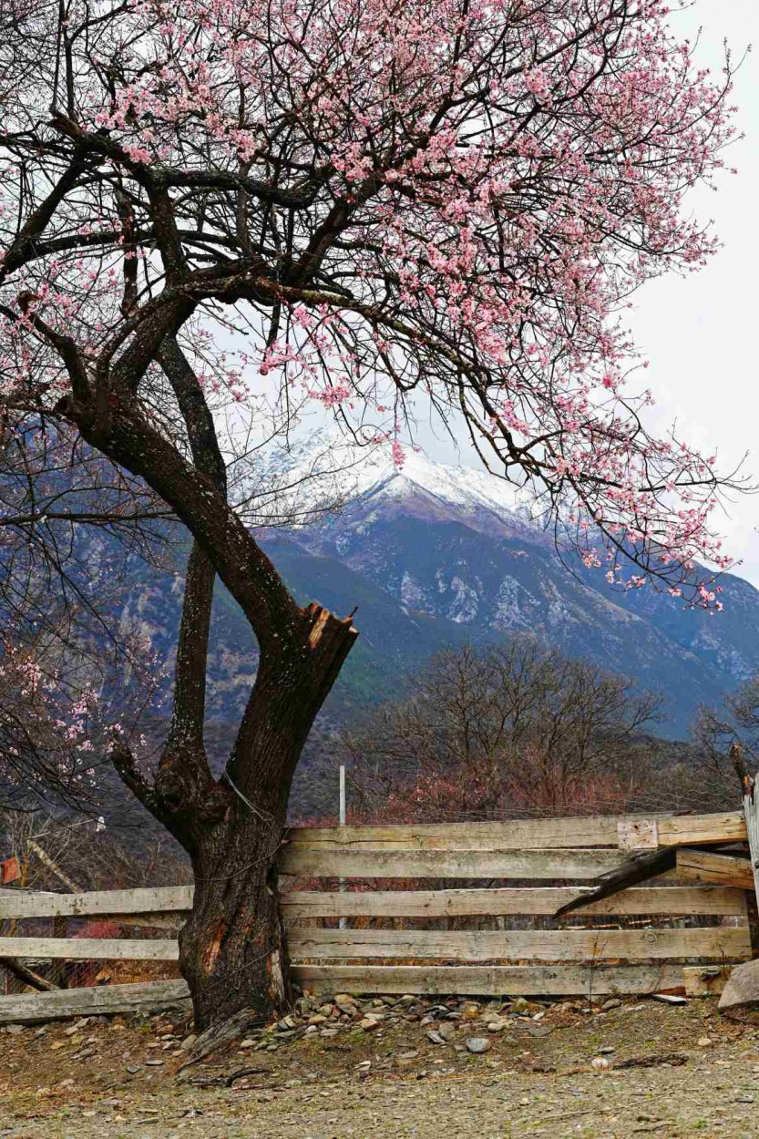 嘎拉桃花村(1)