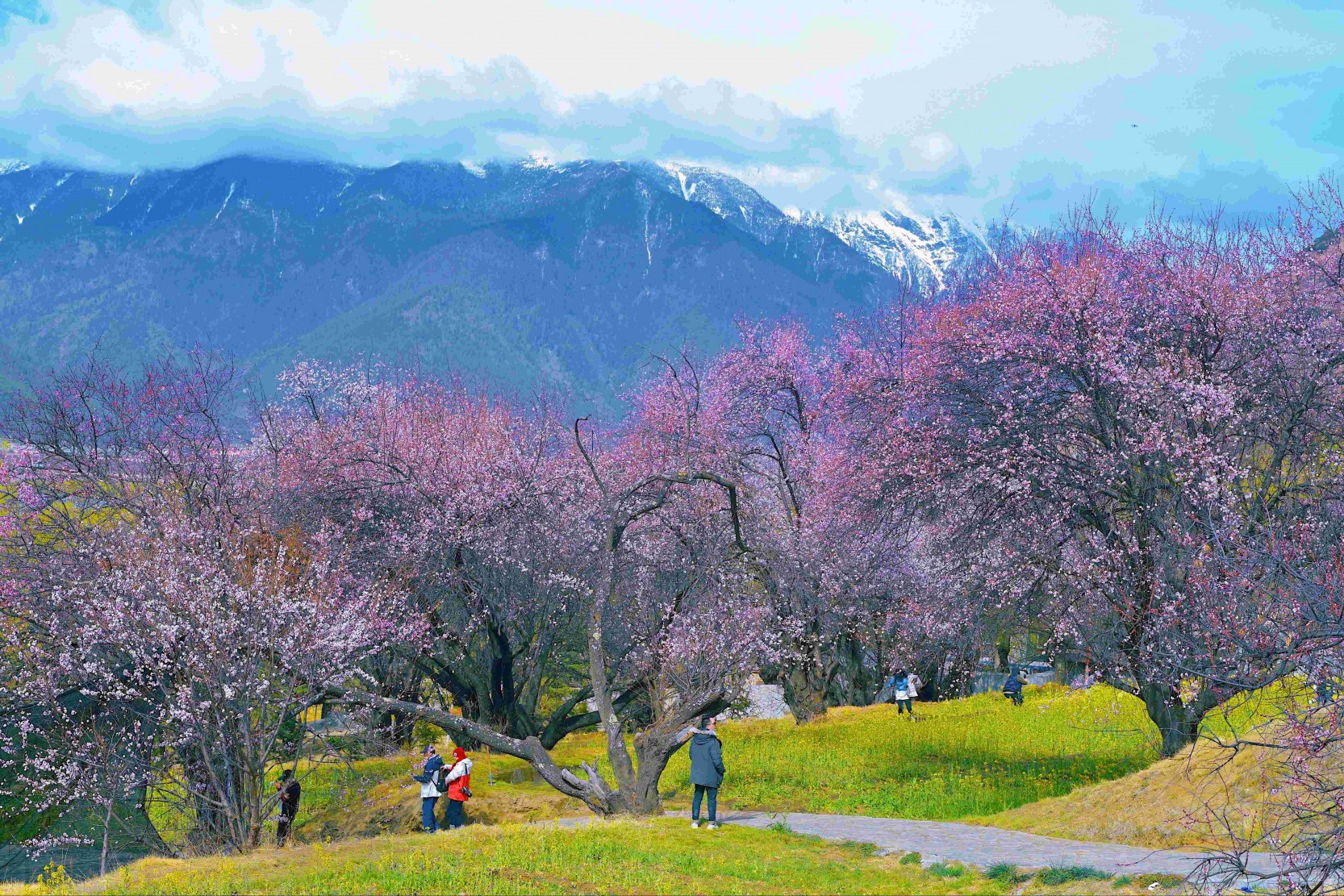 嘎朗桃花村(1)