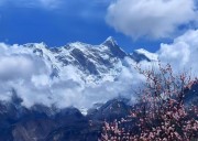 【2026藏地春日纪行】11天漫游林芝桃花海，邂逅金川梨花雪