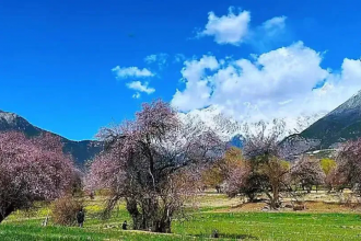 【2026林芝桃花之约】定制你的藏地春日诗篇