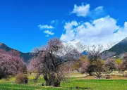 【2026林芝桃花之约】定制你的藏地春日诗篇