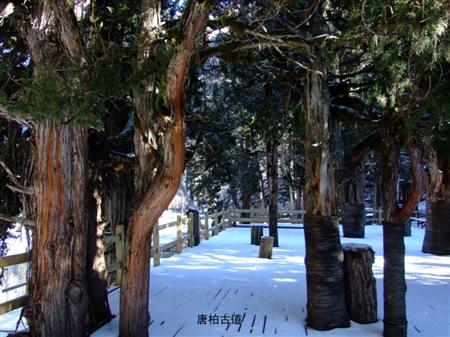 四姑娘山长平沟唐柏古道