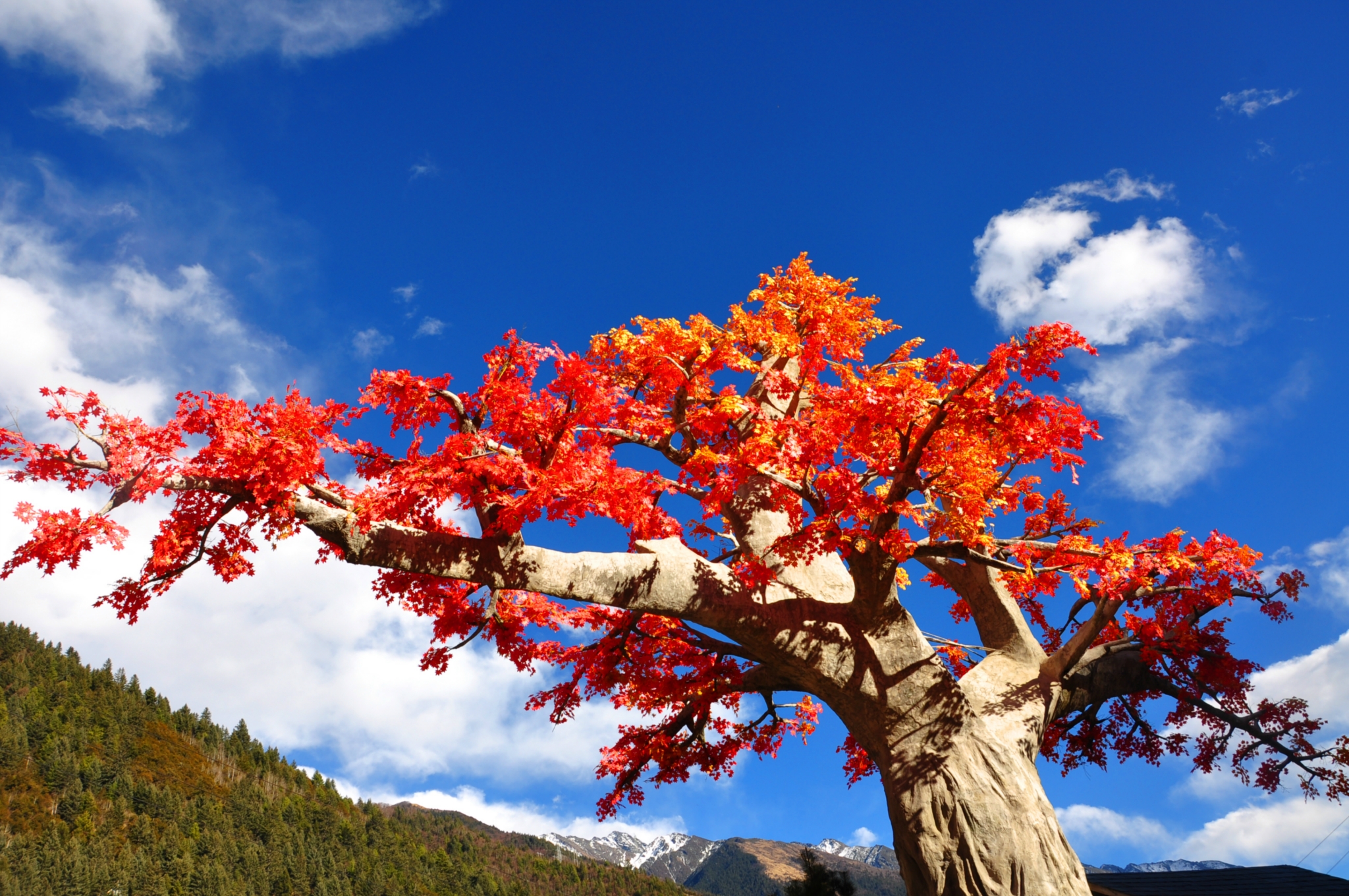 最美红枫树风景大全,路边枫树风景图片大全,秋天红叶树风景图片_大山谷图库