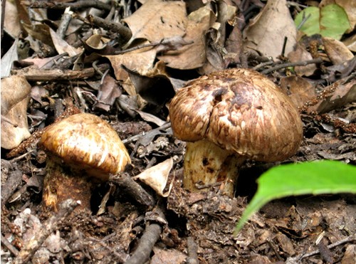 雅江松茸是什么