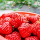 峨眉山春季旅游  草莓全面“走红”